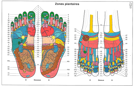 zone plantaire